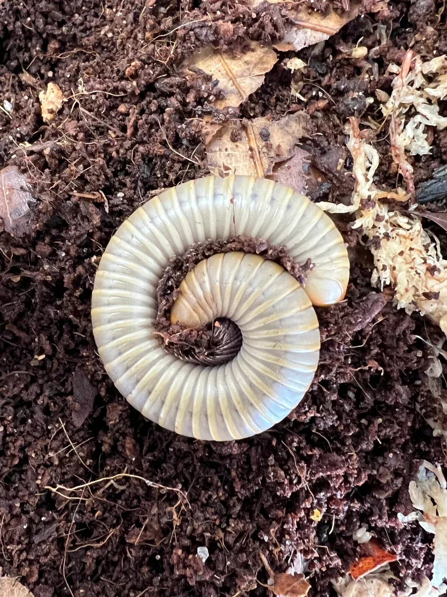 Yellow Banded Oak Millipede