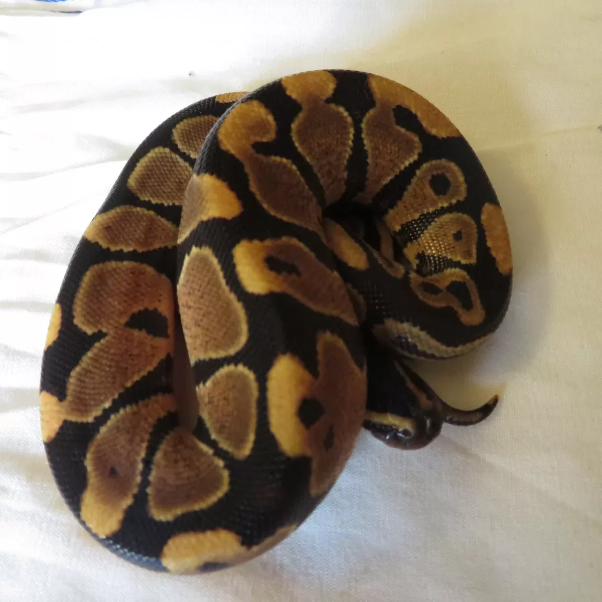 Yellow Belly Het Clown Ball Python Female A1
