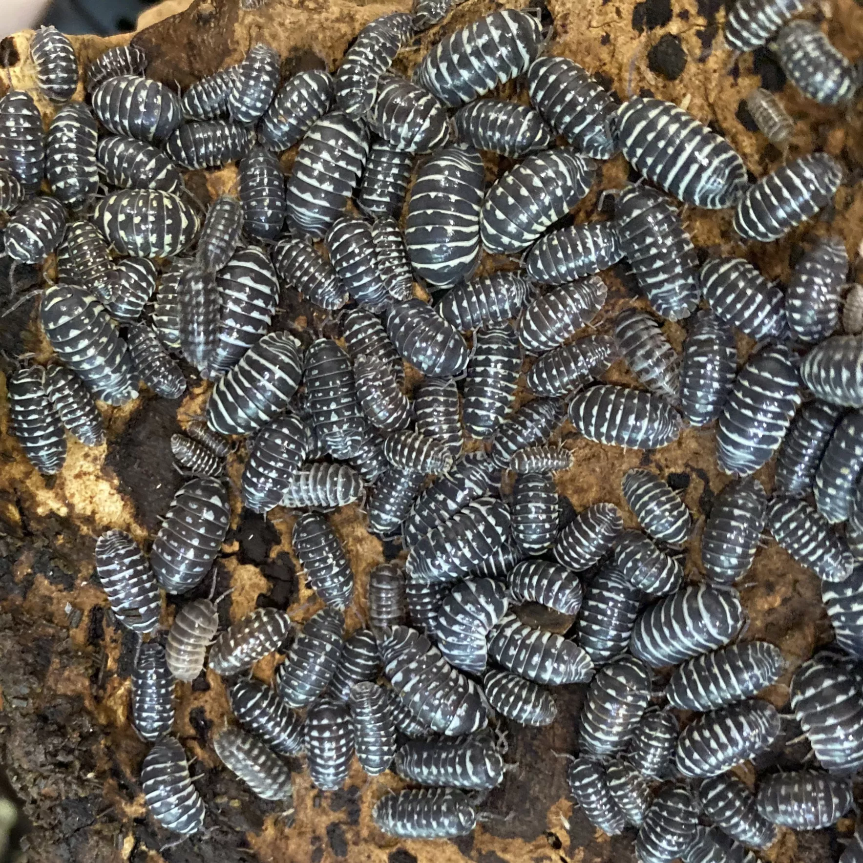 Zebra Isopods