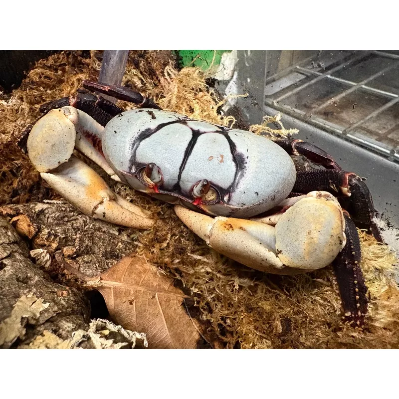 Zombie Crab (Gecarcinus ruricola)